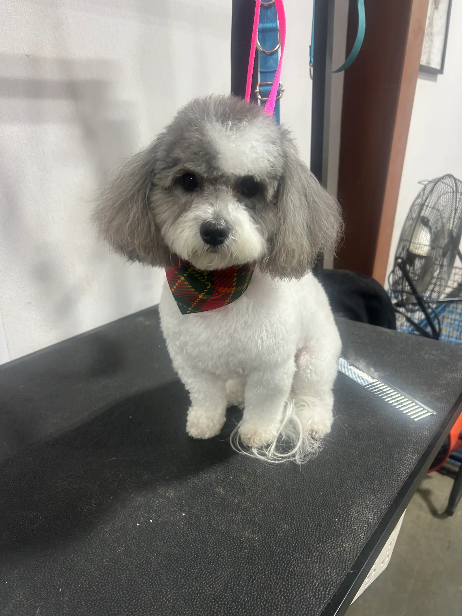 A small white and gray dog with a plaid bandana after grooming.